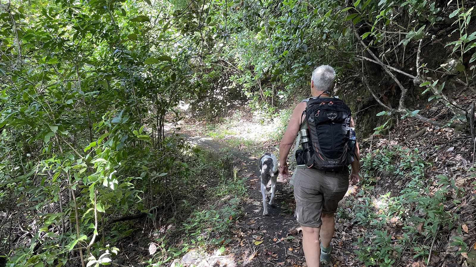 Het is overdag te warm om te wandelen maar dankzij een tip van vriendin Barbara hebben we een toch mooie wandeling gevonden over een watergang onder een bladerdak