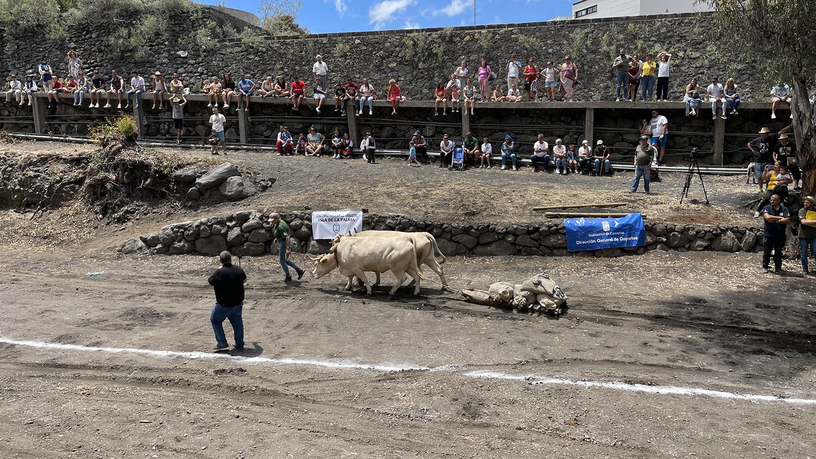 Fiesta in Los Llanos. Hier de wedstrijd 'Wie heeft de sterkste koe'