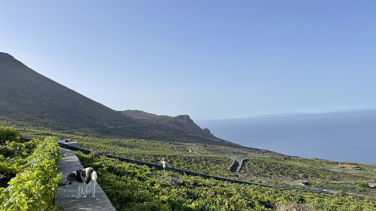 Vakantie - Ochtendwandeling met Saar
