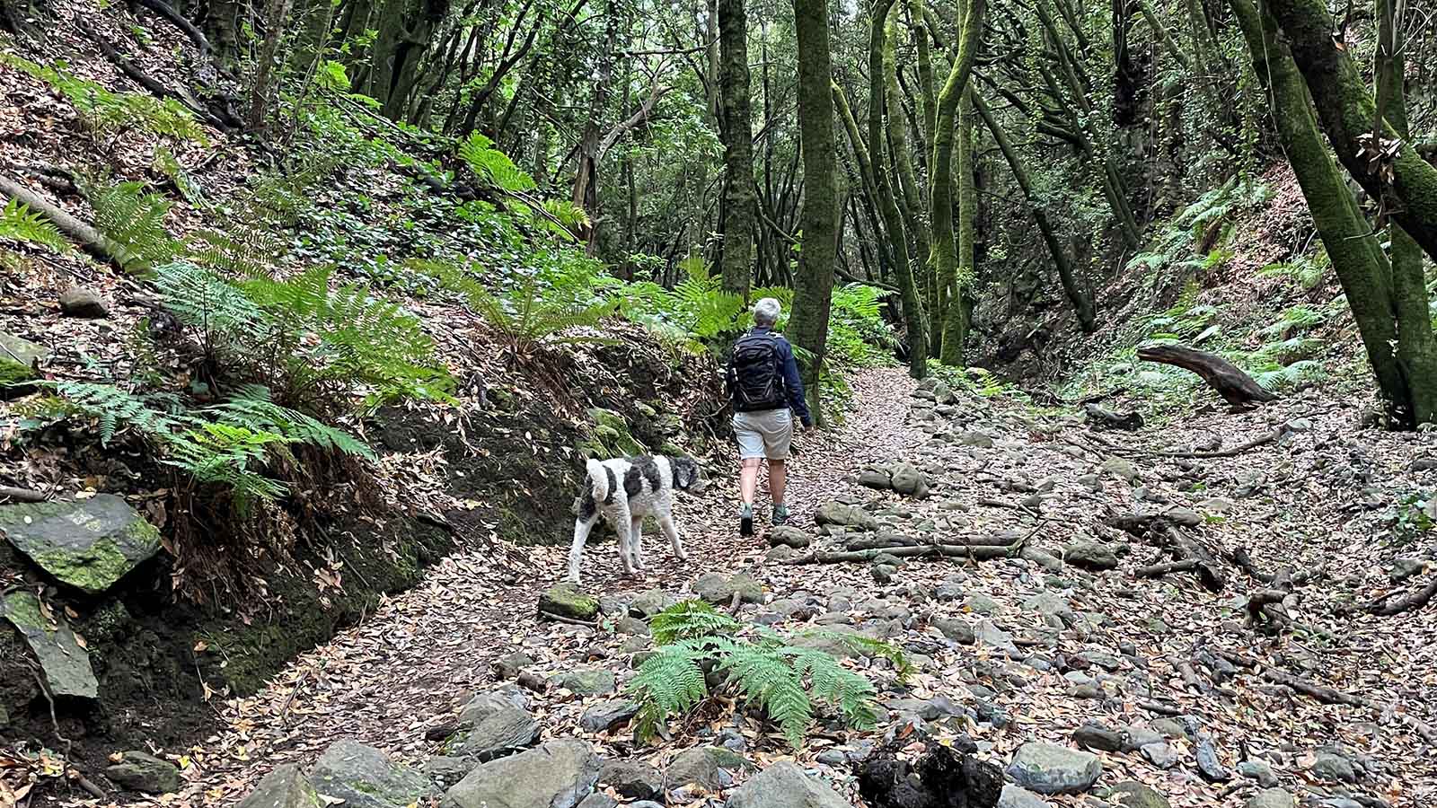 De spectaculaire groene wandeling door de kloof met laurierbomen