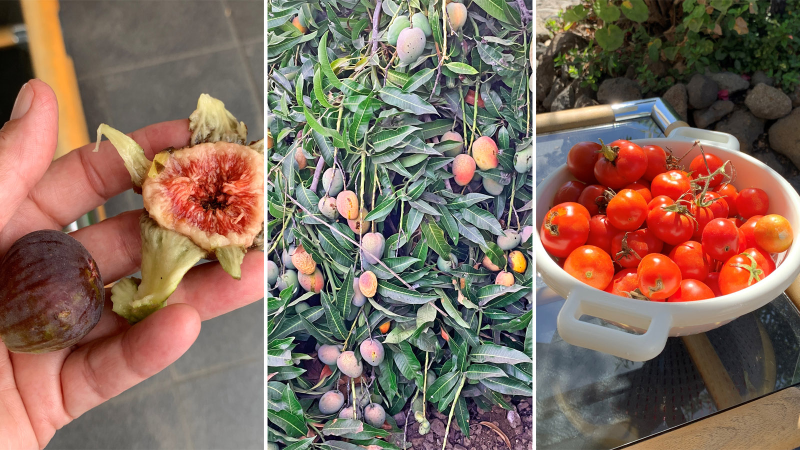 Op ons terrein staan veel fruitbomen; op dit moment eten we de vijgen, de mango's en de ongeplande maar wel lekkere tomaten
